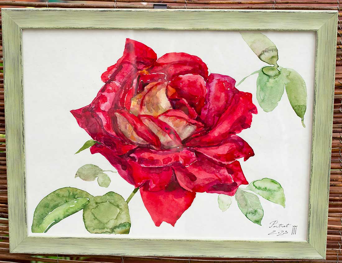 Red rose1